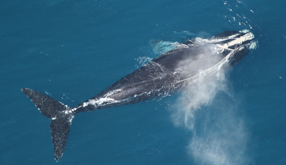 https://www.biologicaldiversity.org/species/mammals/North_Atlantic_right_whale/