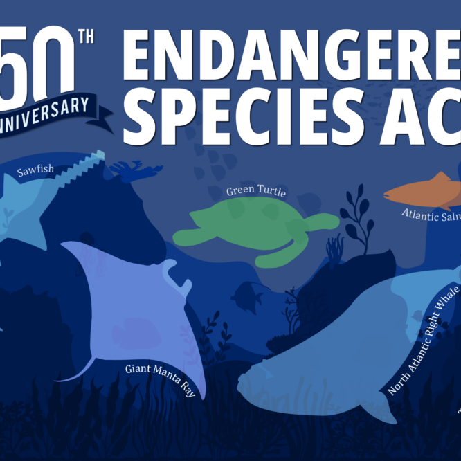 NOAA 50th Anniversary poster - Endangered Species Act 2023