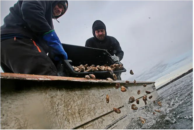 Oysters to be placed on a one acre oyster restoration site in Nasketucket Bay Mass.