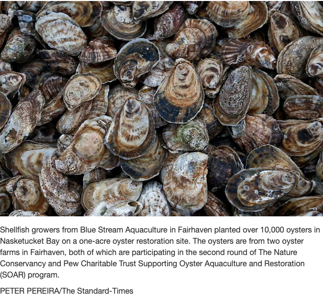 Shellfish growers from Blue Stream Aquaculture in Fairhaven planted over 10,000 oysters in Nasketucket Bay on a one-acre oyster restoration site. 