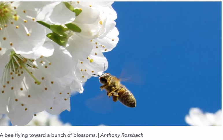 A bee flying toward a bunch of blossoms.Credit:Anthony Rossbach