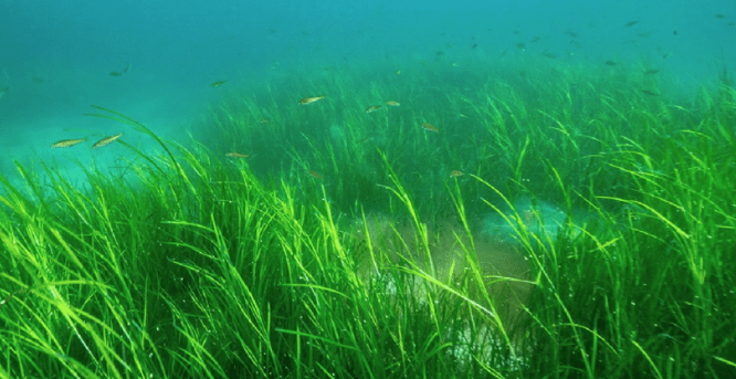 Eelgrass photograph (Zostera marina)