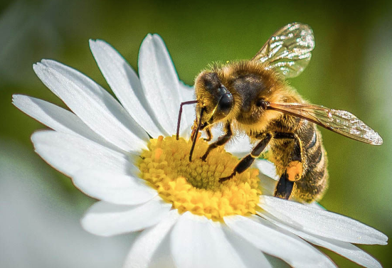 Honey bee pollinating a daisy