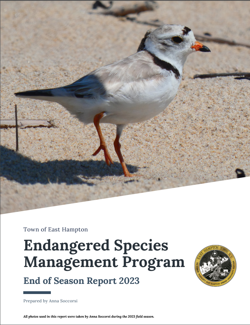 Piping Plover Report 2023 Photo of Piping Plover
