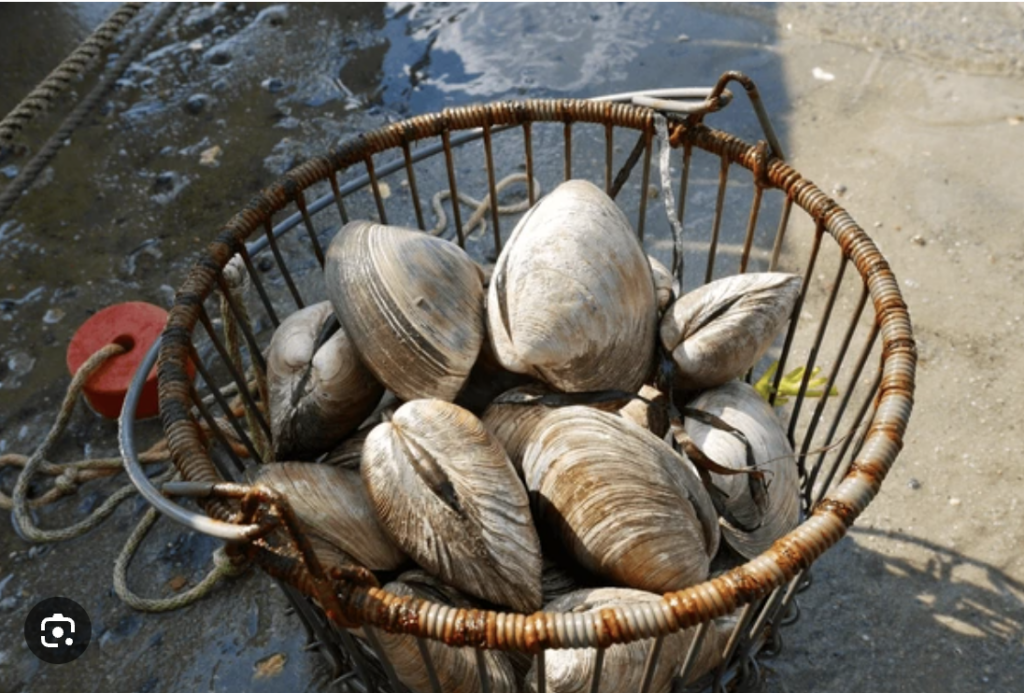 Clams in a clam basket