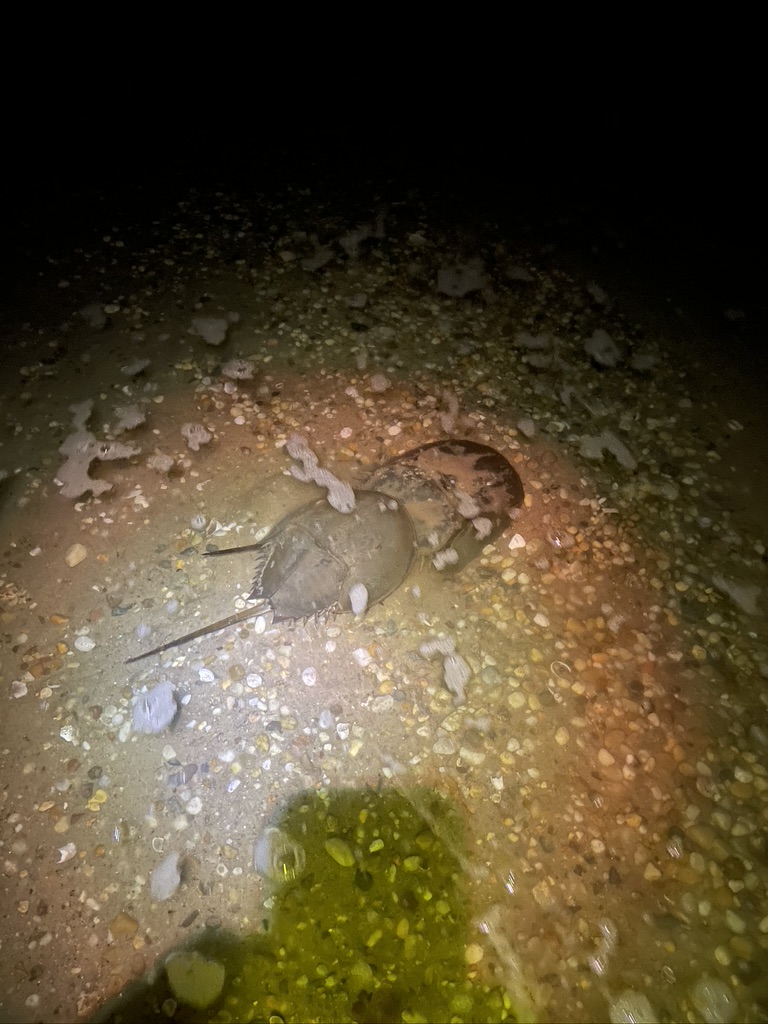 Horseshoe crab spawning season male and female
