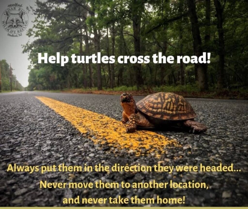 Help turtles cross the road poster 