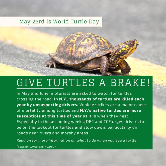 Give turtles a break photo and information