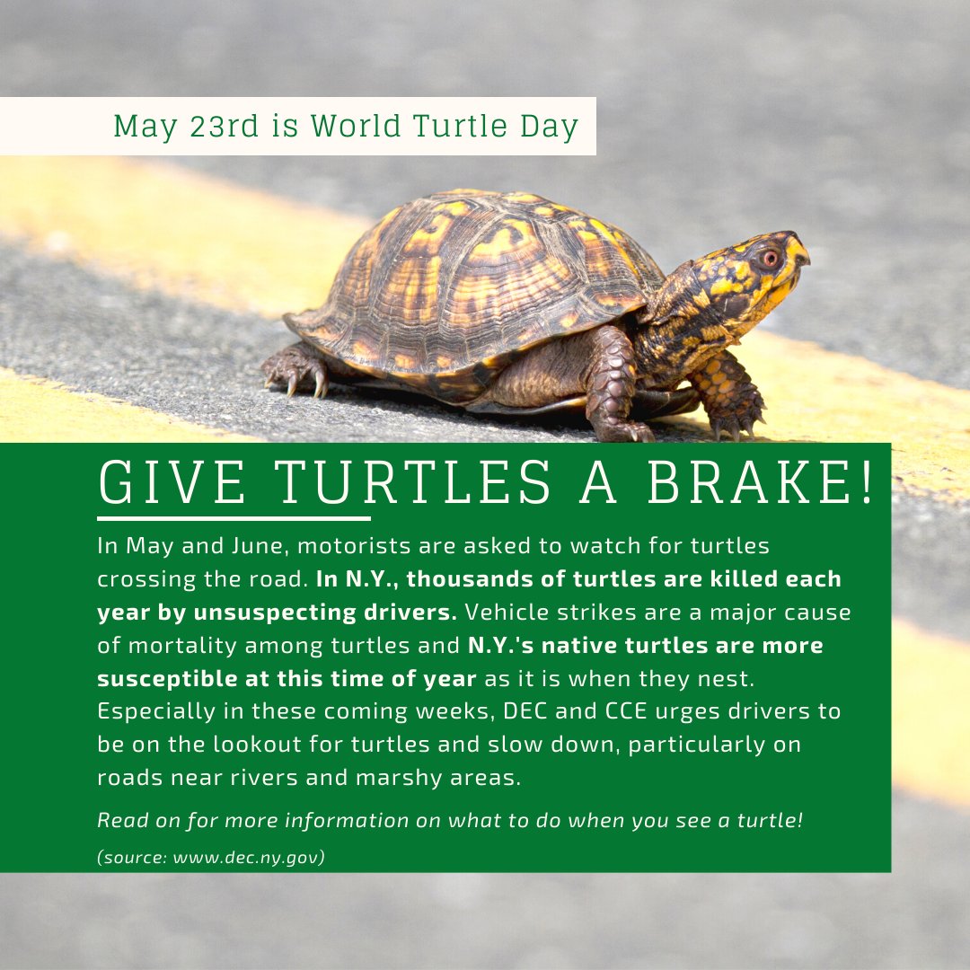 Give turtles a break photo and information