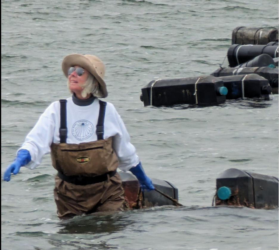 Former Trustee Susan McGraw-Keber bringing to shore the cage of oysters after the winter "sleep"