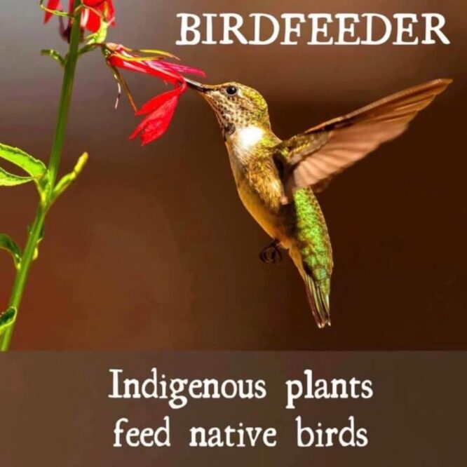 Birdfeeder - Indigenous Plants