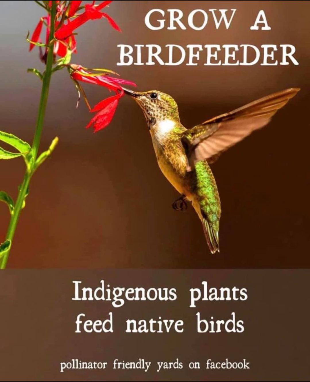 Birdfeeder - Indigenous Plants