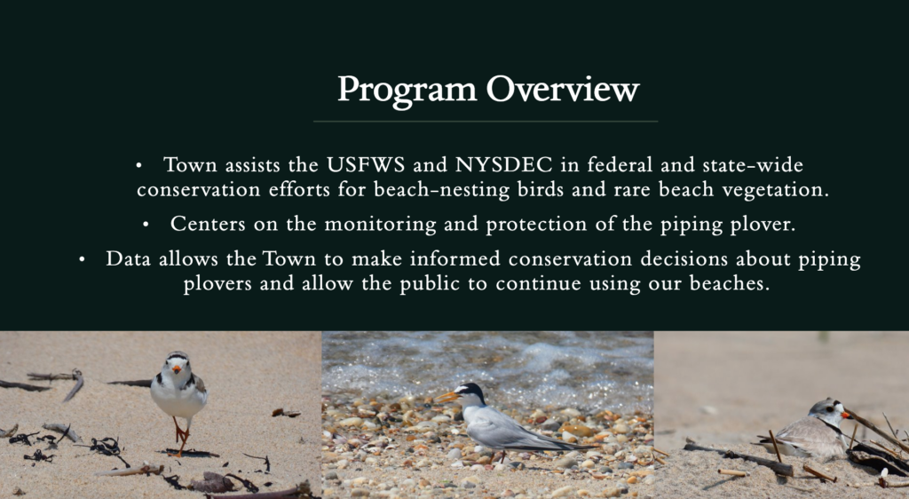 Piping Plover report overview 