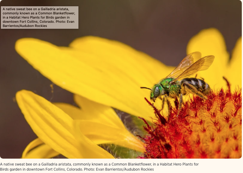 A native sweat bee on a Gailladria aristata, commonly known as a Common Blanketflower, in a Habitat Hero Plants for Birds garden in downtown Fort Collins, Colorado. Photo: Evan Barrientos/Audubon Rockies