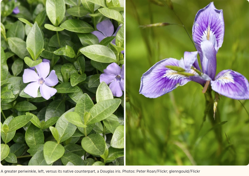 A greater periwinkle, left, versus its native counterpart, a Douglas iris. Photos: Peter Roan/Flickr; glenngould/Flickr