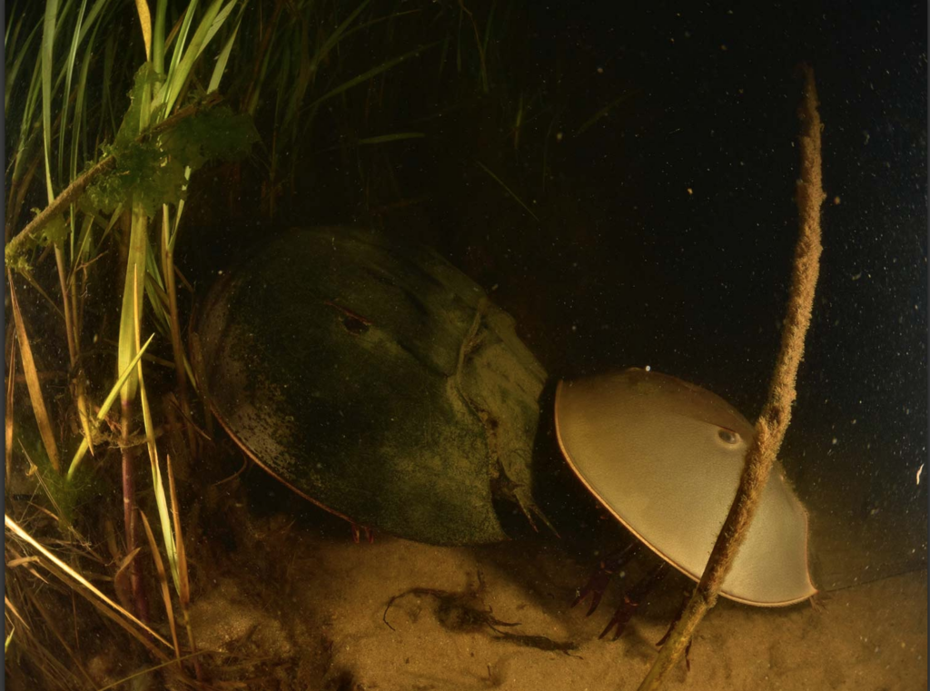 Horseshoe crab spawning season 2024 Photo Jim Grimes