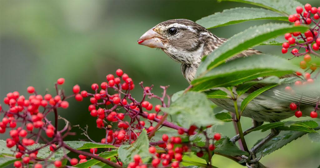 National Audubon Society photo -