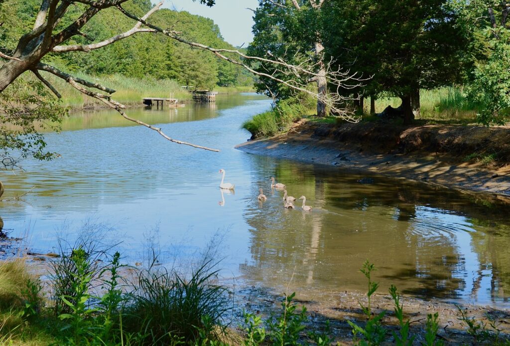 Hog Creek photo Kyril Bromley 