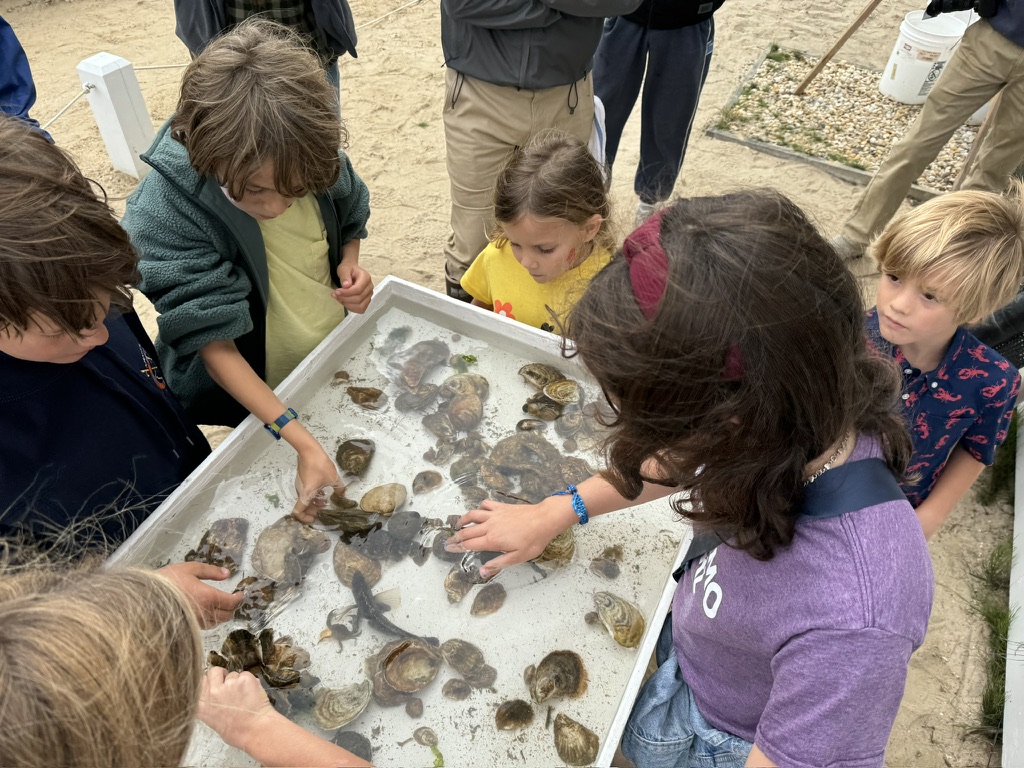 The East Hampton Shellfish Hatchery brought LIVE marine animals for the children to view.