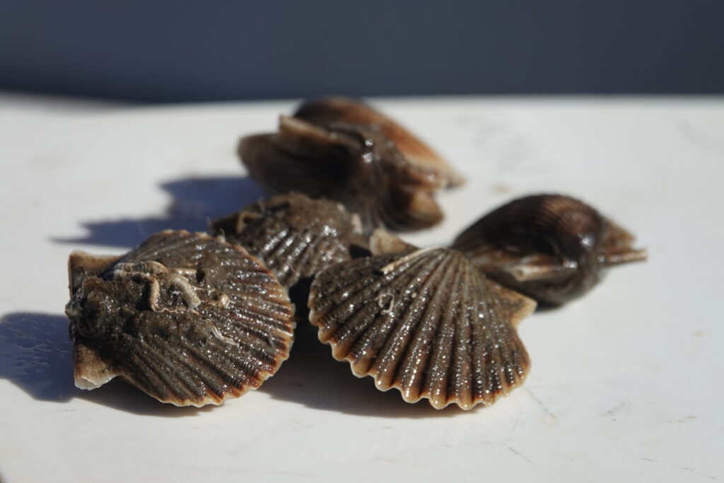 Peconic Bay Scallops  Photo Mike Wright 