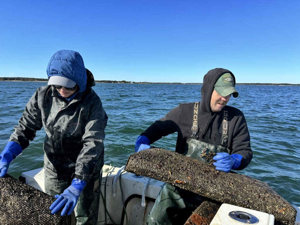 Bay Scallops Fail for the Sixth Year 2024 Photo Mike Wright