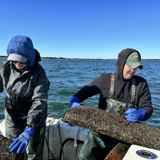 Bay Scallops Fail for the Sixth Year 2024 Photo Mike Wright