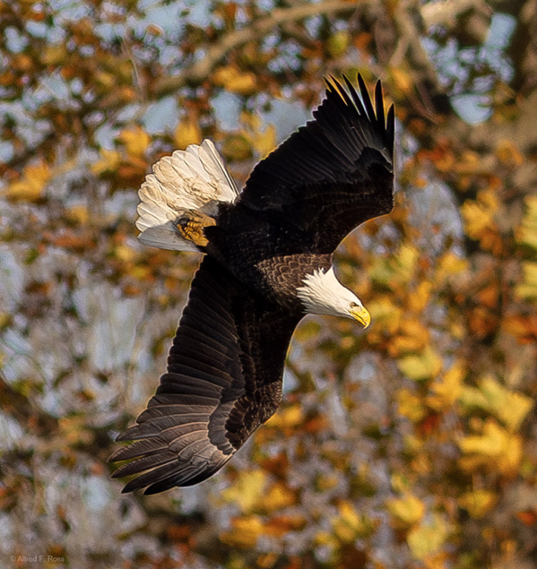 Eagles at Georgica Pond Fall 2024 Photo by FOGP Alfred Ross