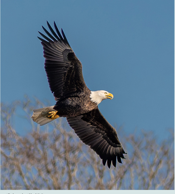 Eagles at Georgica Pond Fall 2024 Photo by FOGP Alfred Ross