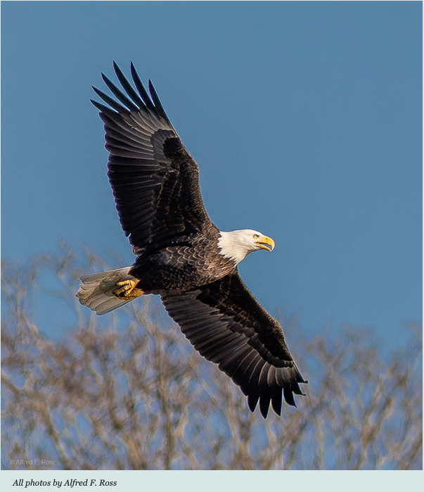 Eagles at Georgica Pond Fall 2024 Photo by FOGP Alfred Ross