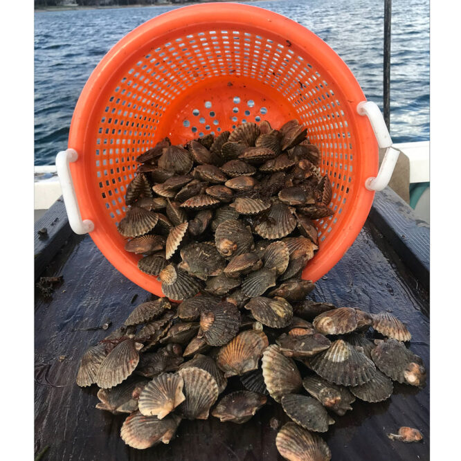 Scallops Photo by Jon M. Diat EH Star