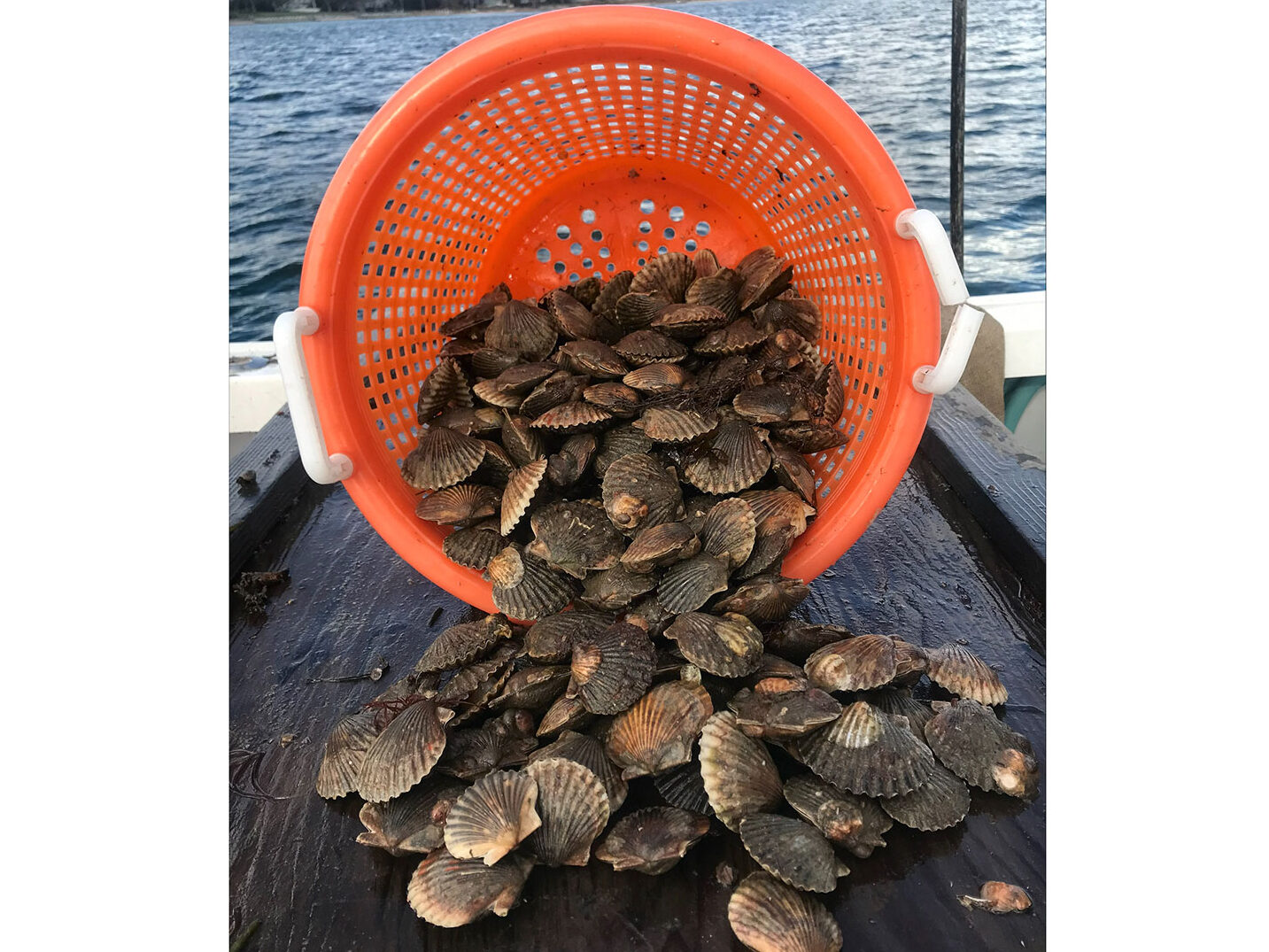 Scallops Photo by Jon M. Diat EH Star