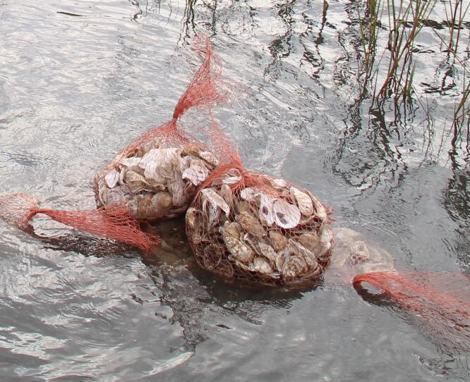 Oysters in Georgica Pond 2025