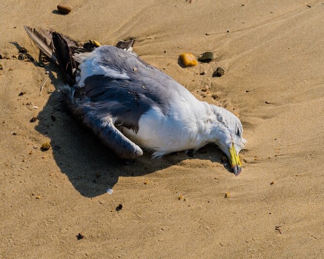 Deceased Seagull on the beach. Image credit: adobe stock