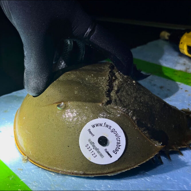 Tagged horseshoe crab Photo Jim Grimes