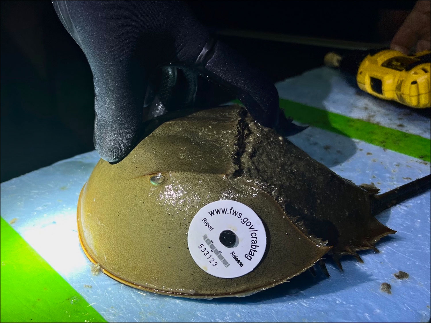 Tagged horseshoe crab Photo Jim Grimes