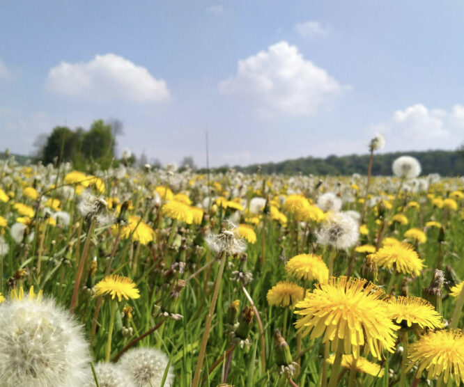 Photo Andrea Villiers Dandelion field