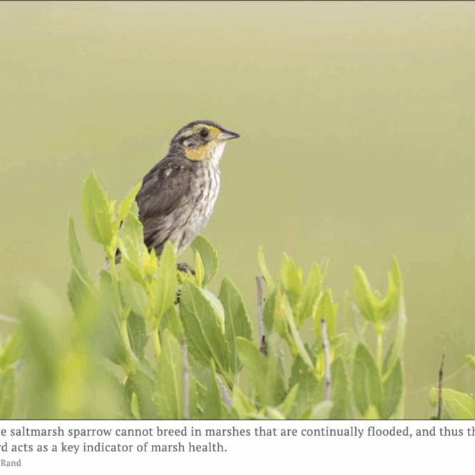 Saltmarsh Sparrow Photo Jay Rand EH Star