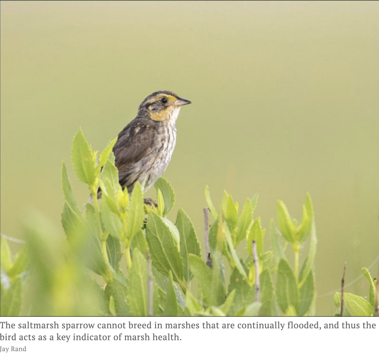 Saltmarsh Sparrow Photo Jay Rand EH Star