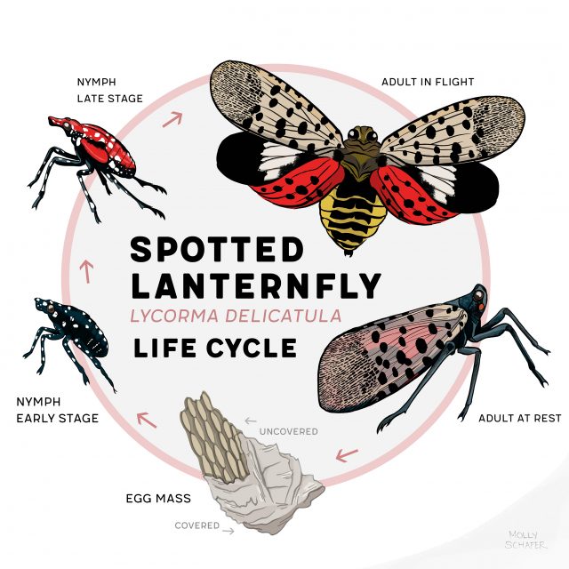 Spotted Lanternfly Life Cycle illustration