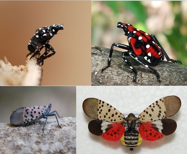 Various stages of the Spotted Lanternfly photos