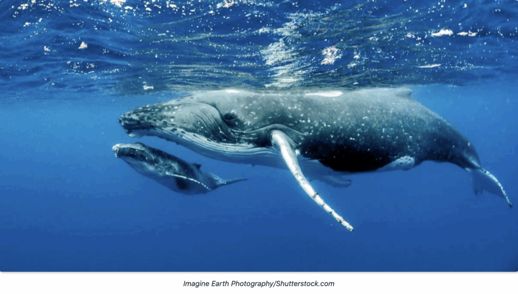Mother and Baby Whale Imagine Earth Photography Shutterstock.com