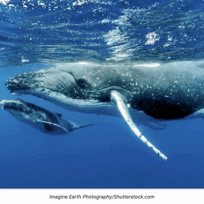 Mother and Baby Whale