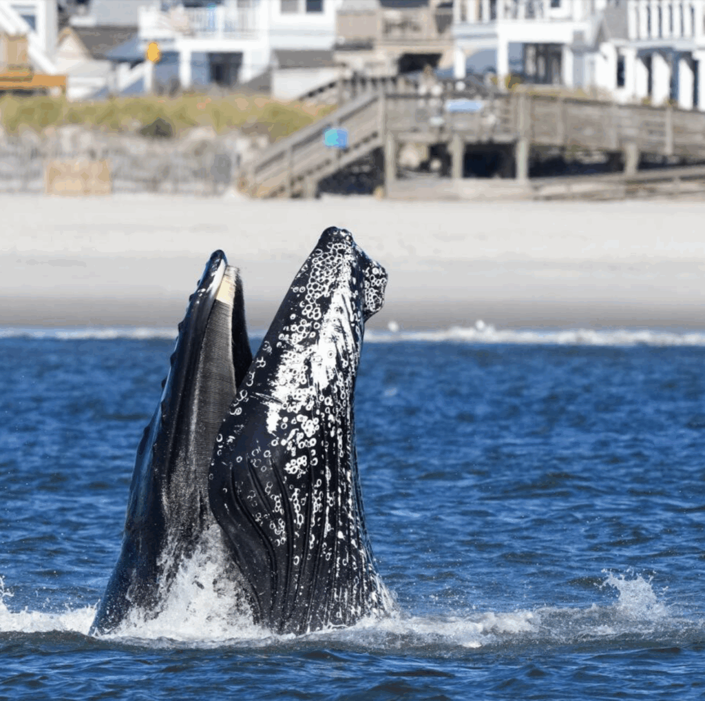 A humpback whale lunge-feeding close to shore at Atlantic Beach, New York. They have been seen in water only 5 metres (15ft) deep, making boat strikes more likely. Photograph: Chris St Lawrence/gothamwhale.org