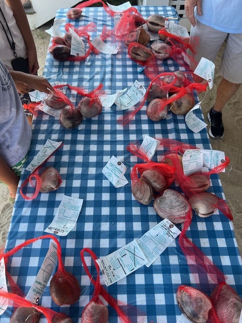 Clams to be judged and weighed