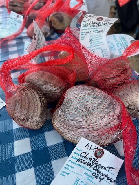 Clams to be weighed 2025