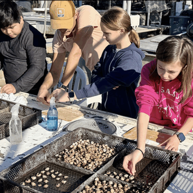 Students in the East Hampton Middle School’s Do Good Be Good Club glued eelgrass seeds to clams at the East Hampton Town Shellfish Hatchery earlier this month. Durell Godfrey
