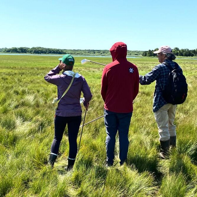 John Aldred, right, surveying the Accabonac saltwater marsh with Kristin Schaven and Will Turman. Glyn Vincent photograph