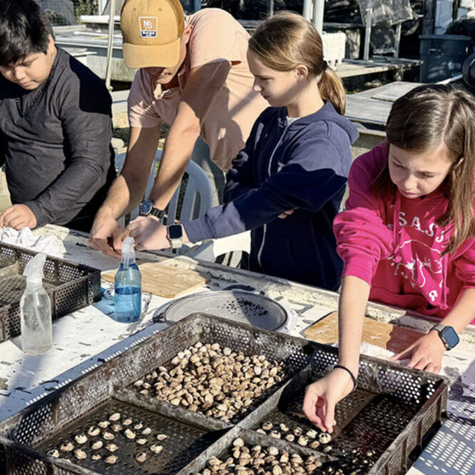 Students in the East Hampton Middle School’s Do Good Be Good Club glued eelgrass seeds to clams at the East Hampton Town Shellfish Hatchery earlier this month. Photo by Durell Godfrey