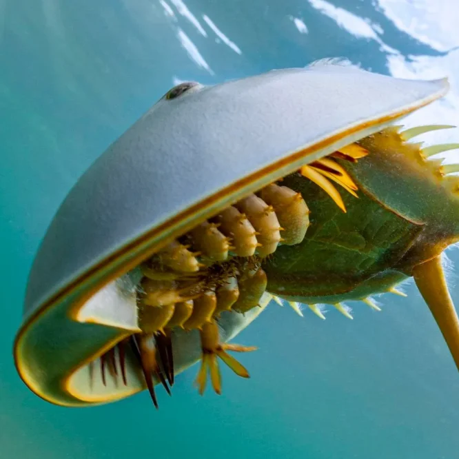 Horseshoe crab - credit Getty Forbes January 7, 2026 Author Scott Travers